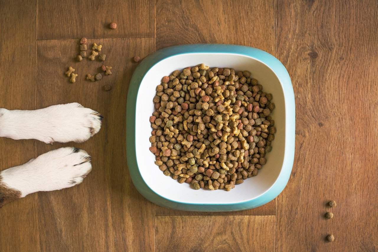 What ingredients should be in a dog’s food?