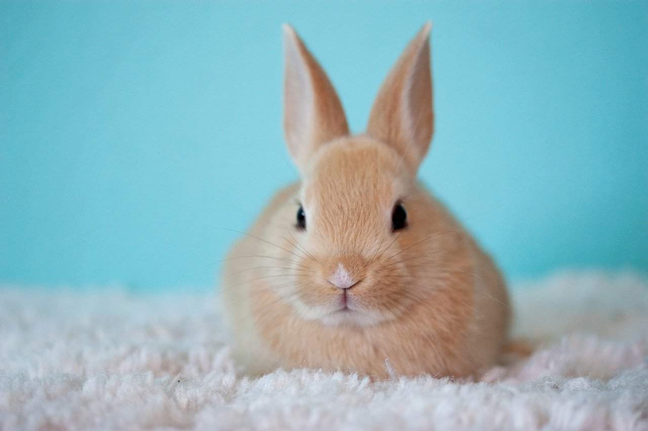 What should a house rabbit eat?