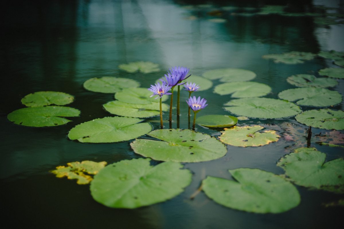 Pond in the garden – tips