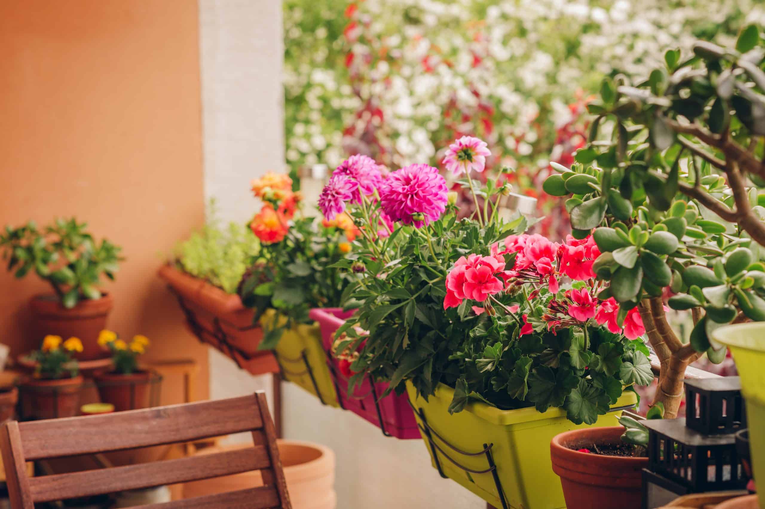 Looking for some balcony design inspiration? Here are the most beautiful balcony flowers