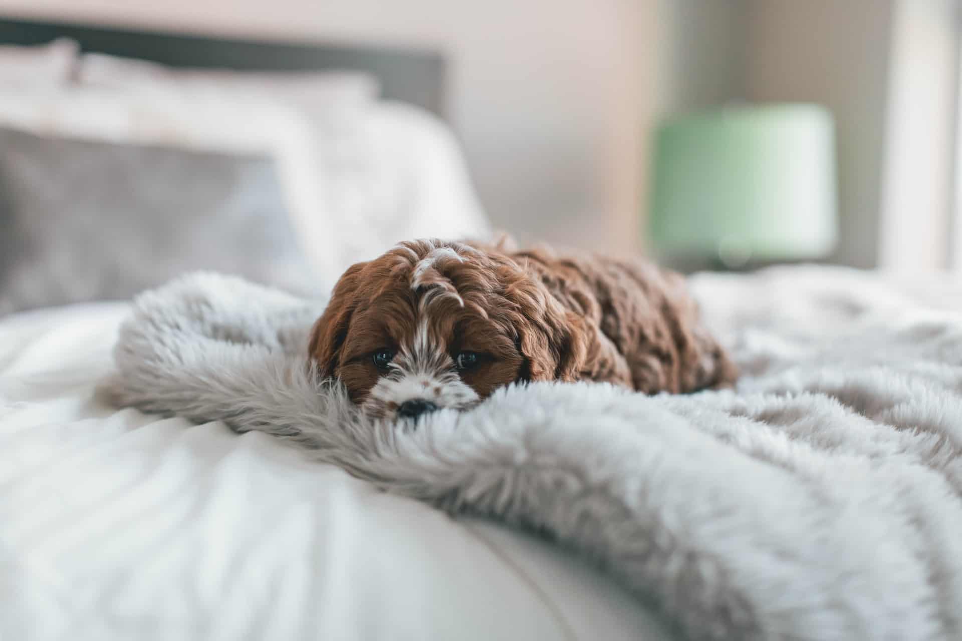 What should you do if your dog or cat is lethargic?