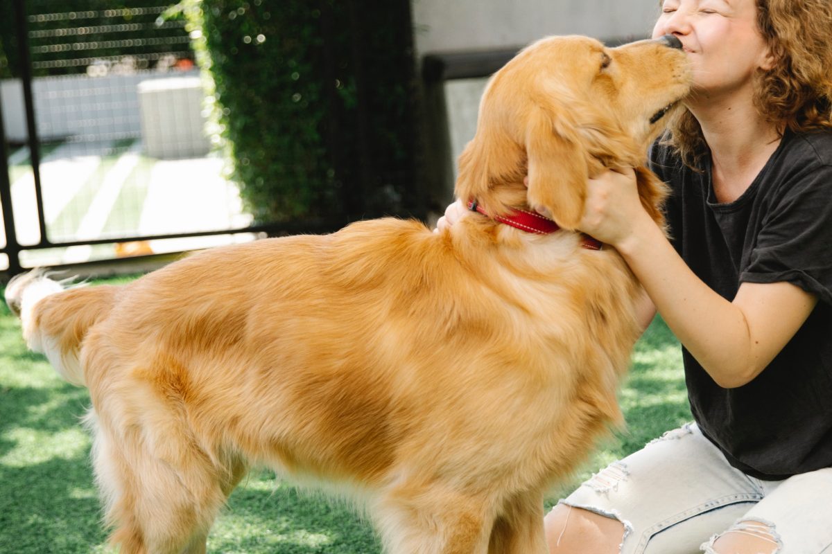 Dog behaviorist – is it worth using his services?