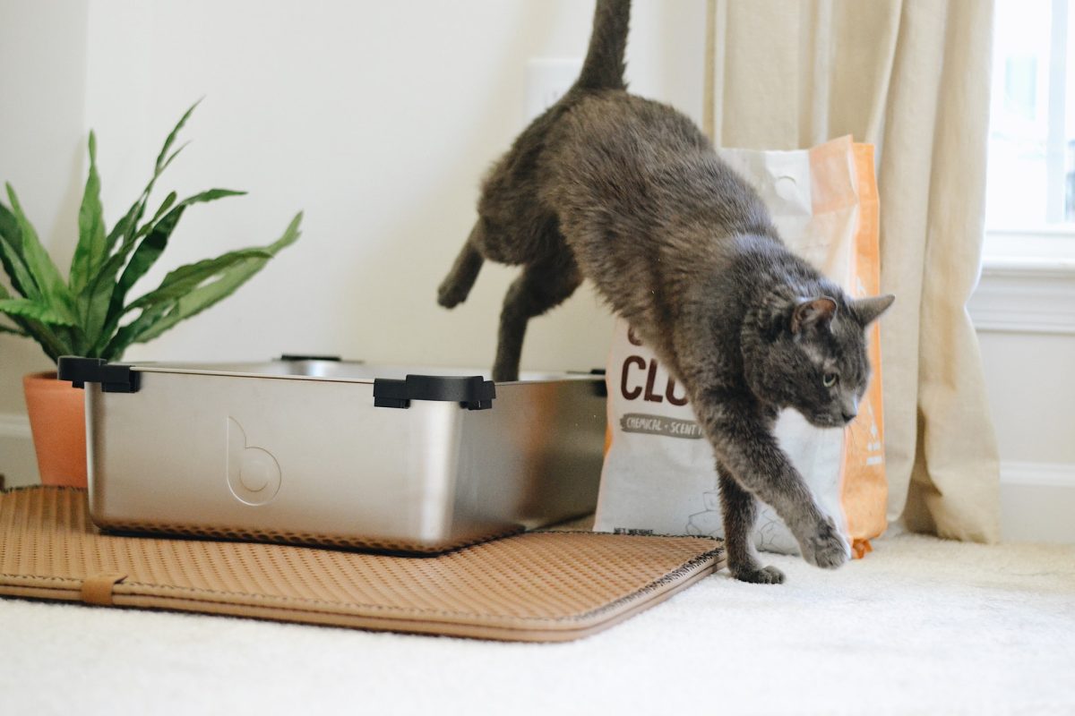Cat litter box – what should I consider when choosing one?