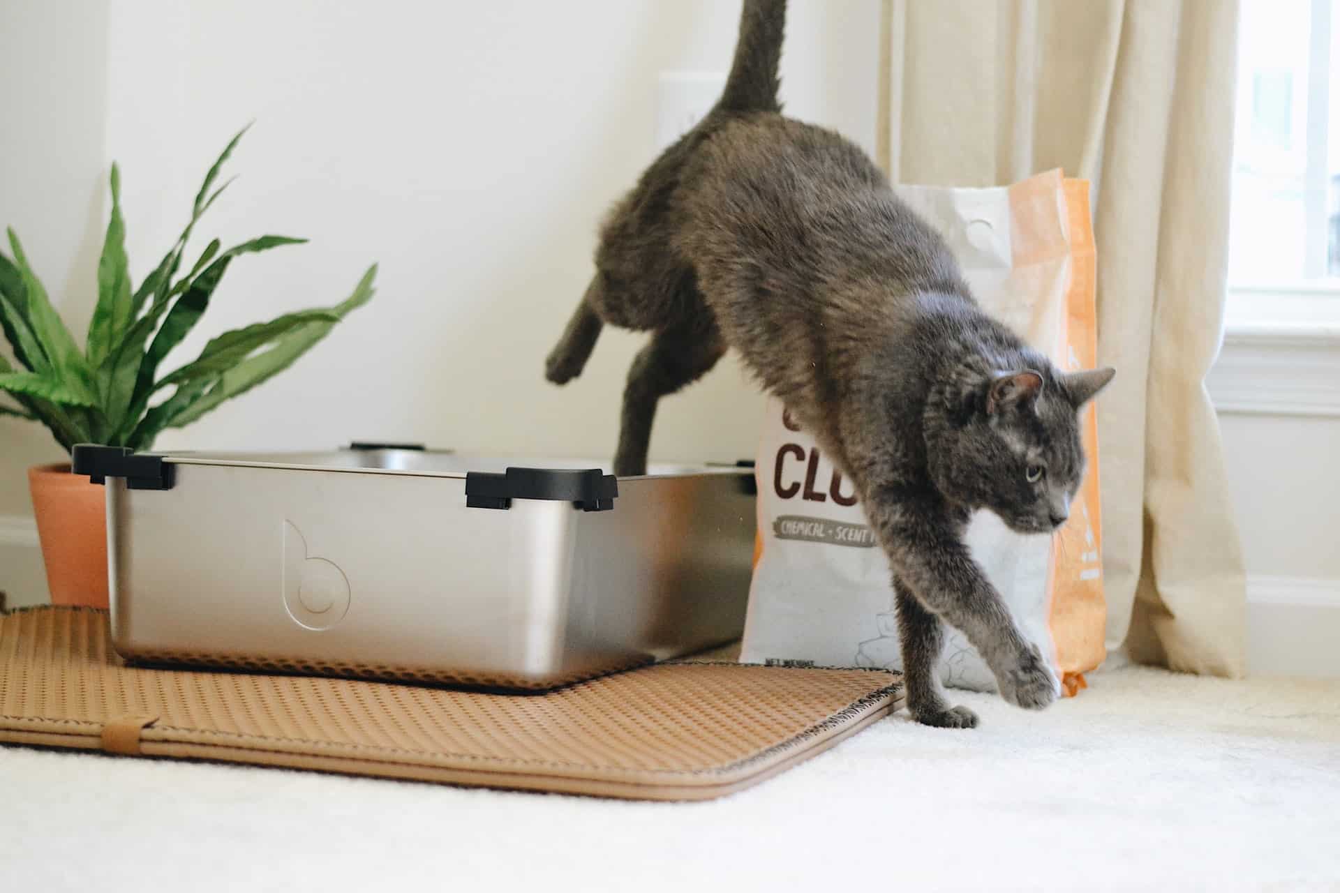 Cat litter box – what should I consider when choosing one?