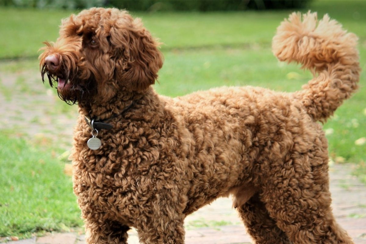 How to Find the Perfect Labradoodle Puppy in Grand Rapids