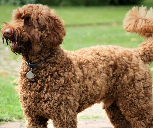 How to Find the Perfect Labradoodle Puppy in Grand Rapids