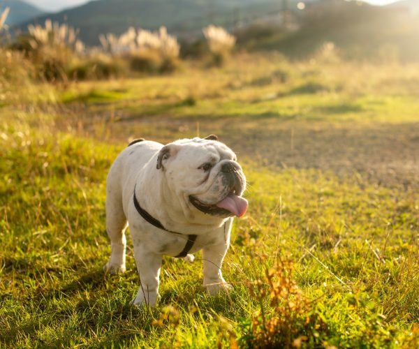 What You Should Know Before You Get a Male English Bulldog Puppy