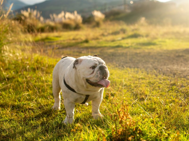 What You Should Know Before You Get a Male English Bulldog Puppy