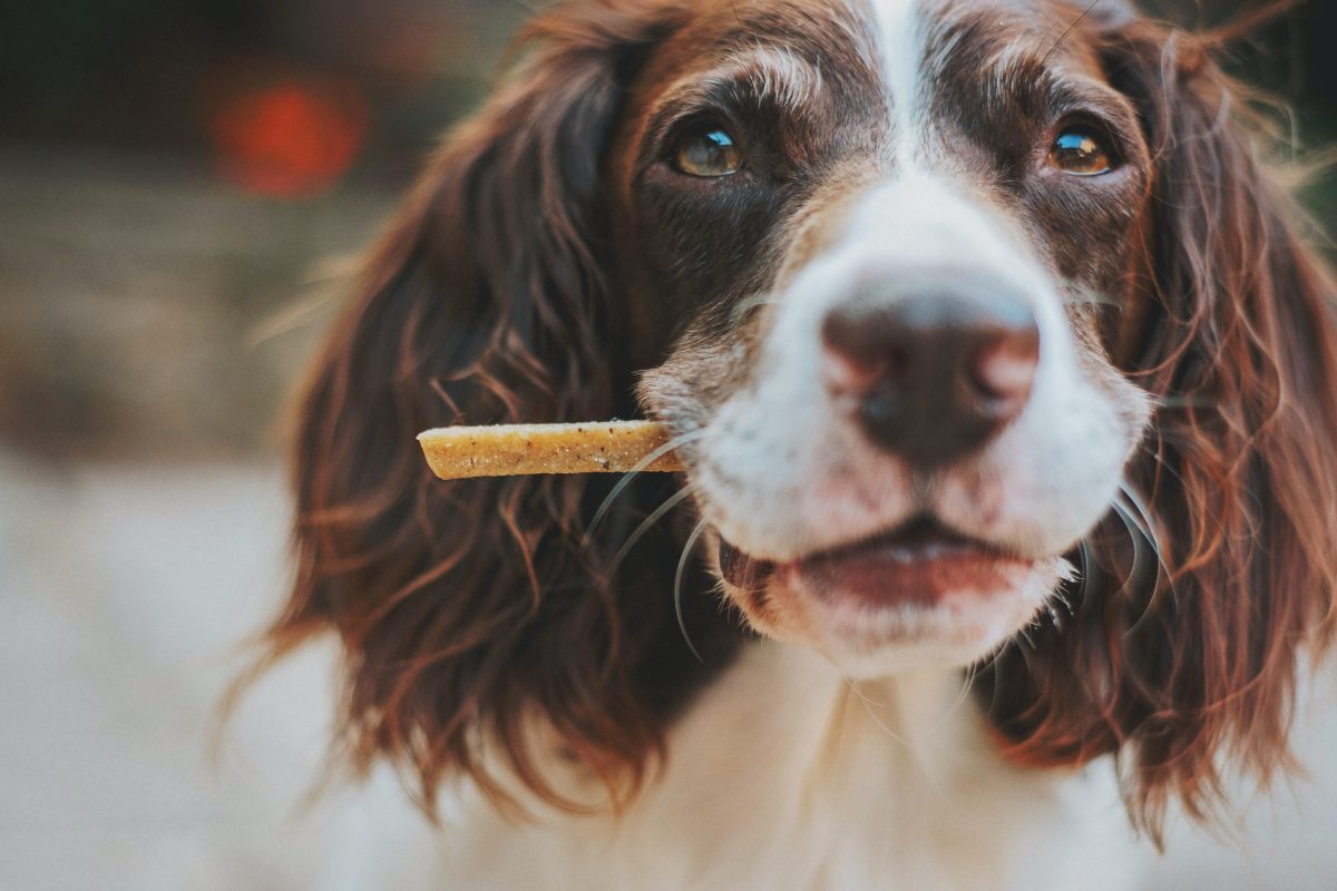 The Best Yak Chews Wholesale: A Comprehensive Guide for Dog Owners