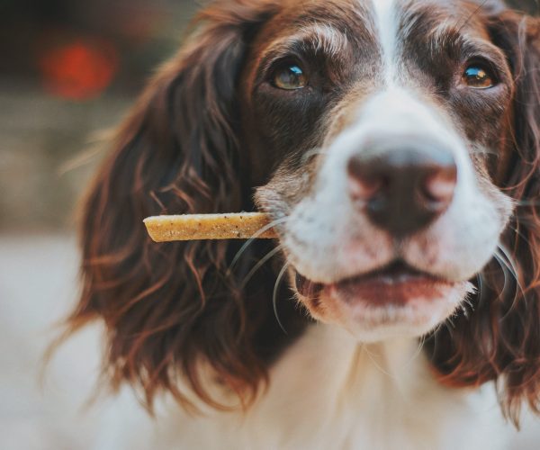 The Best Yak Chews Wholesale: A Comprehensive Guide for Dog Owners