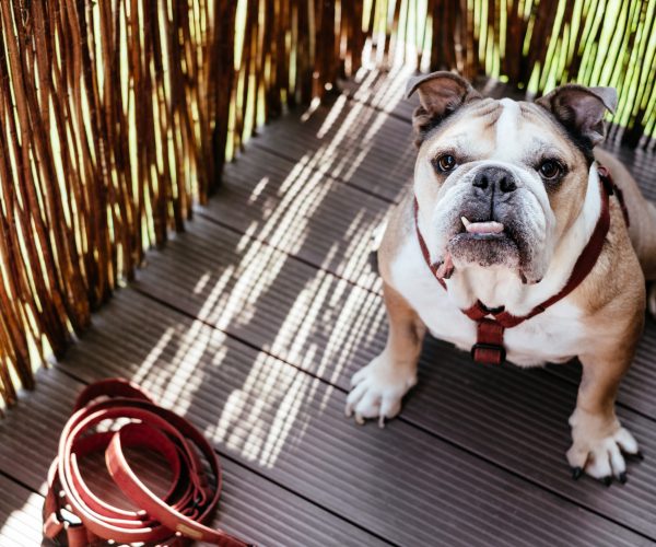 Choosing the Perfect Treats for Your English Bulldog Puppy