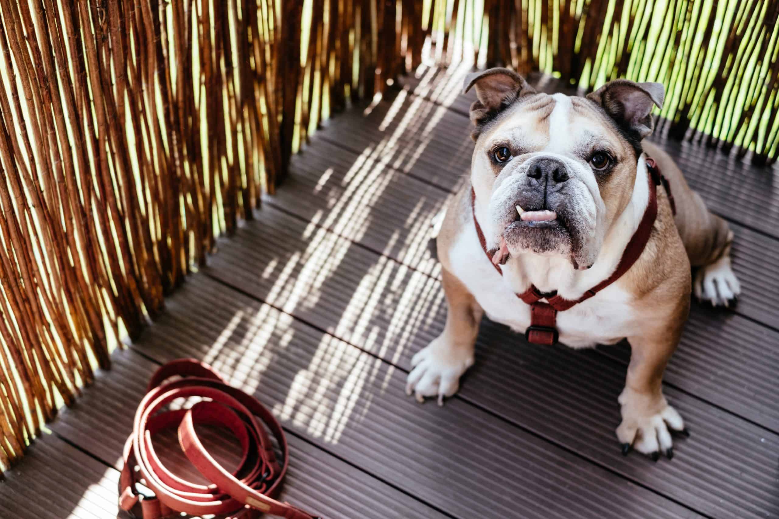 Choosing the Perfect Treats for Your English Bulldog Puppy
